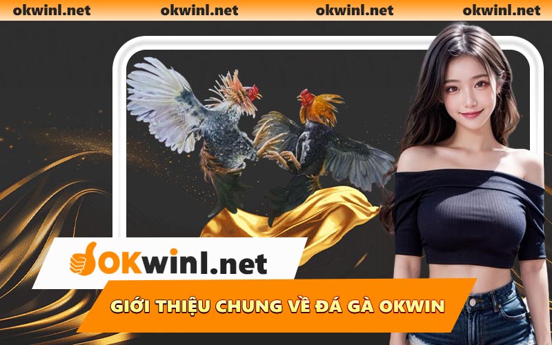 Giới thiệu chung về đá gà OKWIN